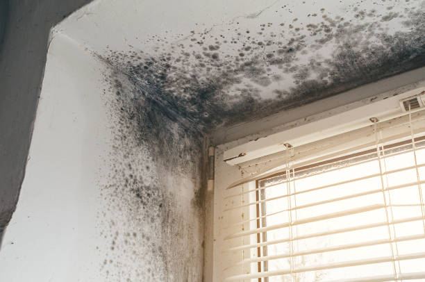 Affordable Attic Mold Remediation solutions in New Columbia, PA